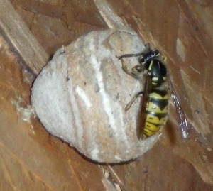 wasps' nest in progress