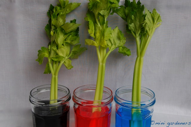 celery stems in food colouring experiment