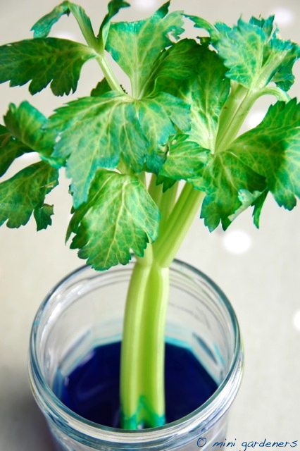celery with blue food colouring experiment