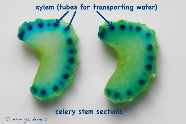 sections of celery stem with stained xylem