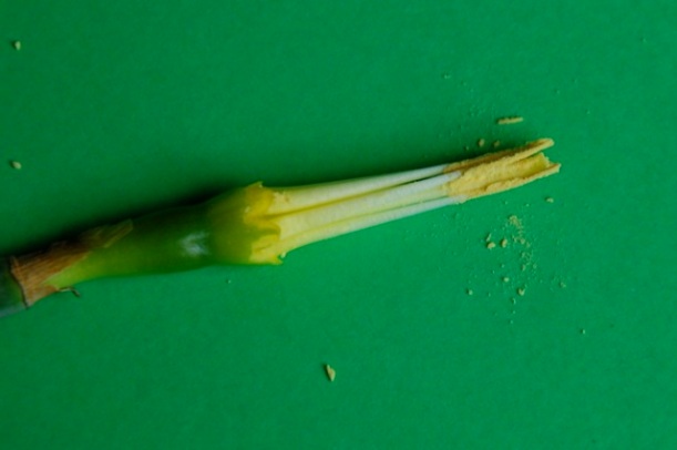 dissecting a daffodil