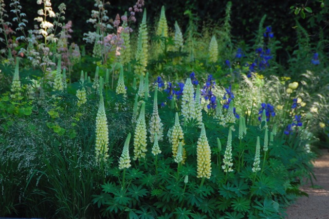 lupins at the chelsea flower show