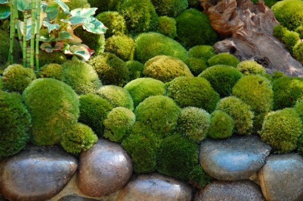 detail of moss at chelsea flower show