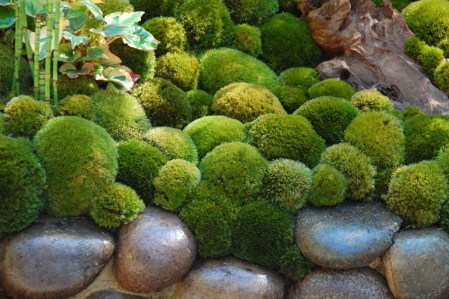 detail of moss at chelsea flower show